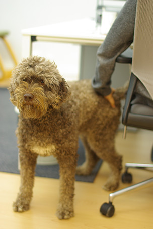 Kennel Nuxo